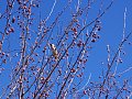 Berry Bird
